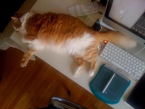 Monitoring software prevents on-the-job cat naps. 3505022325 9de63958cc 300x225 Employee Time Tracking: Nothing Personal Its Just Business
